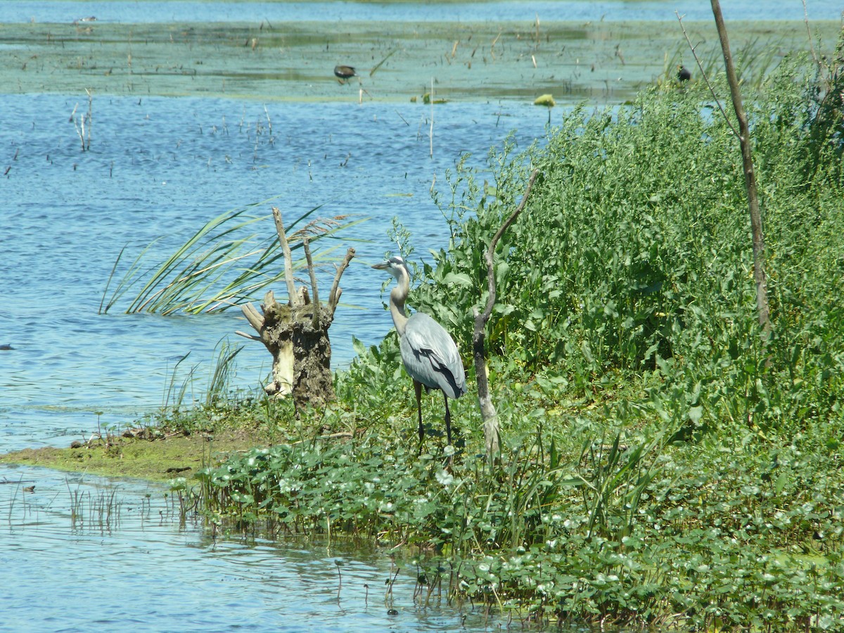 Great Blue Heron - ML637896864