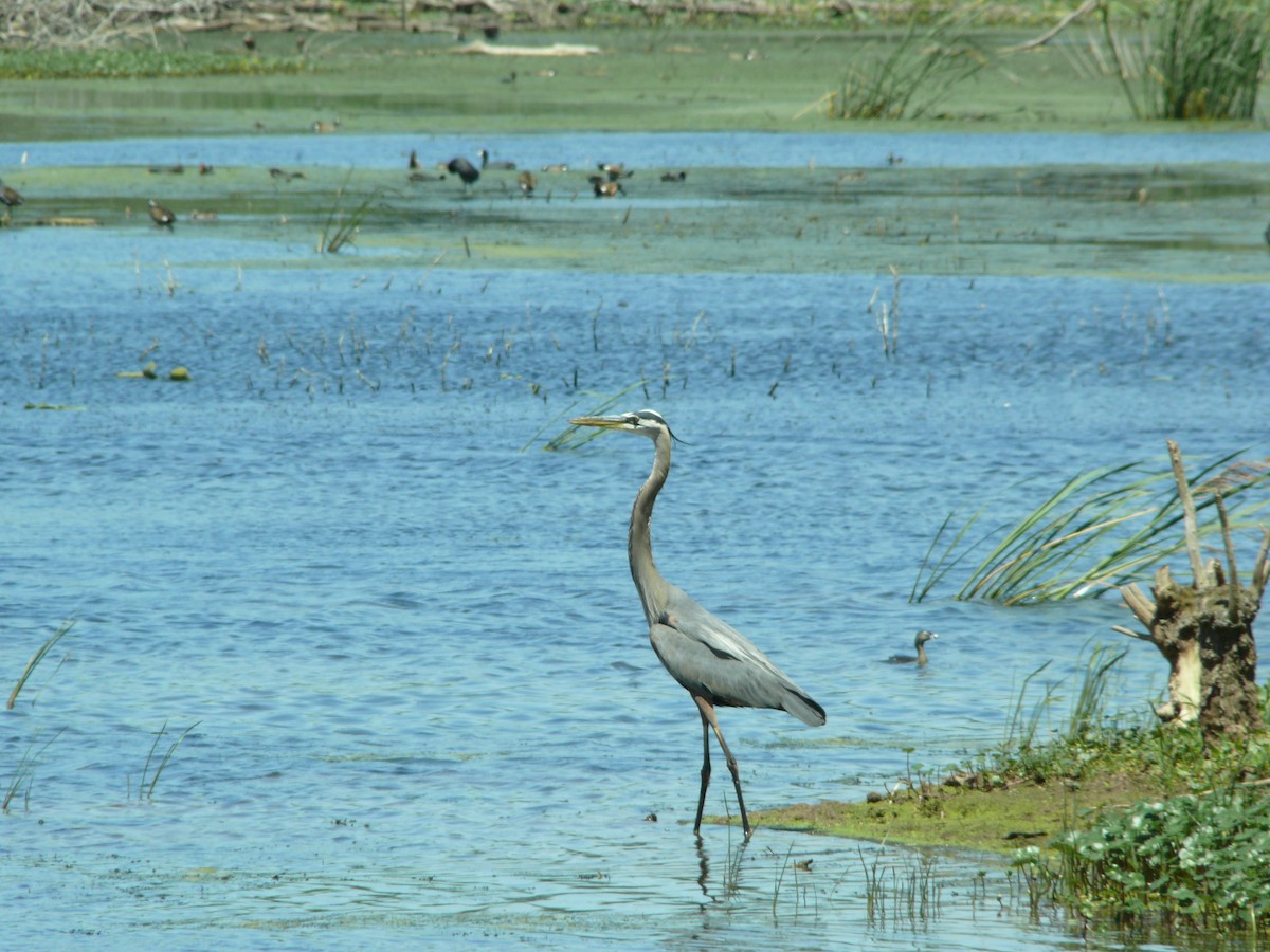 Great Blue Heron - ML637896867