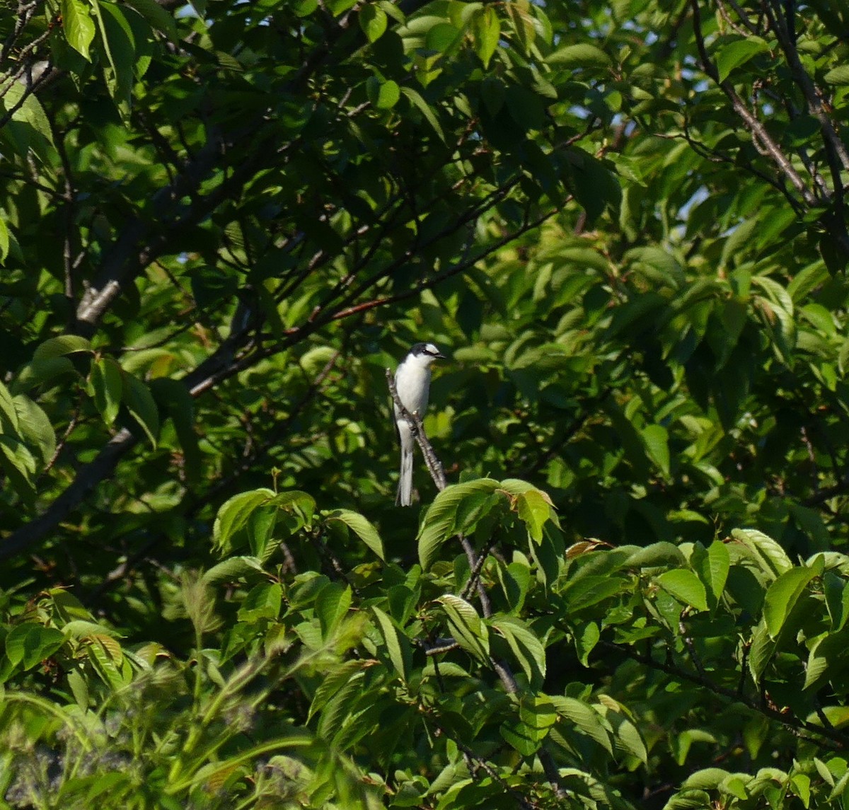 Ashy Minivet - ML637896874