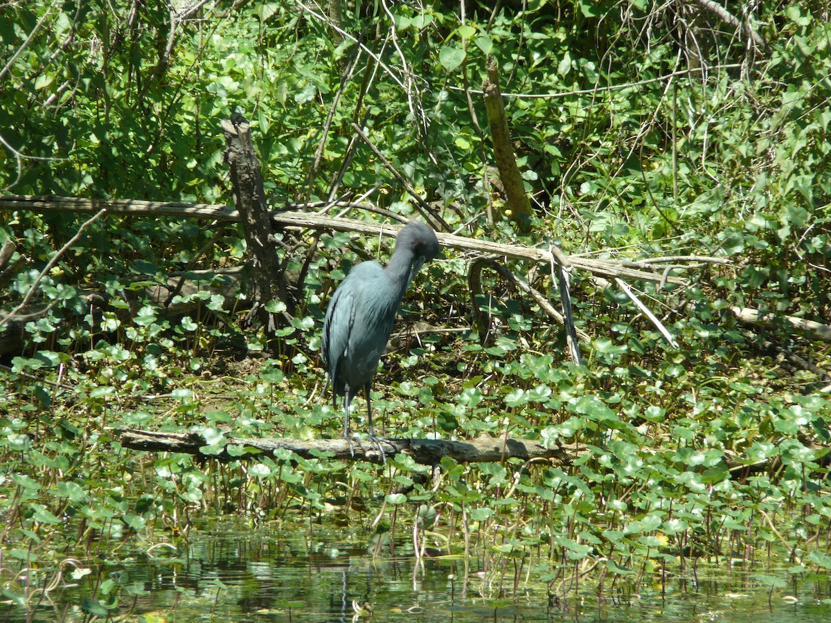 Little Blue Heron - ML637896889