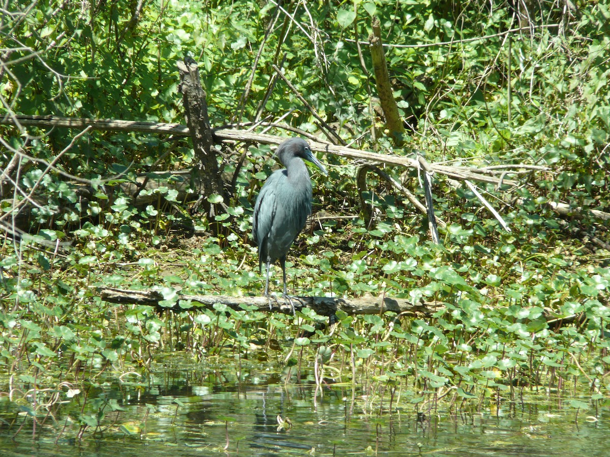 Little Blue Heron - ML637896906