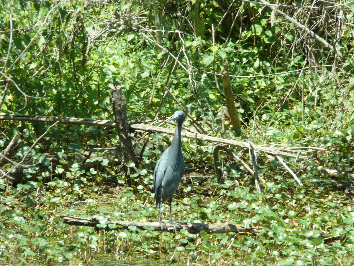 Little Blue Heron - ML637896910