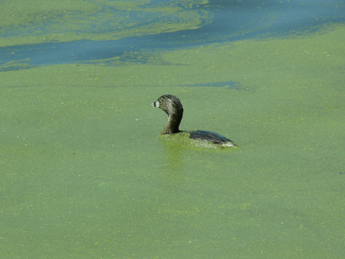 Pied-billed Grebe - ML637896922