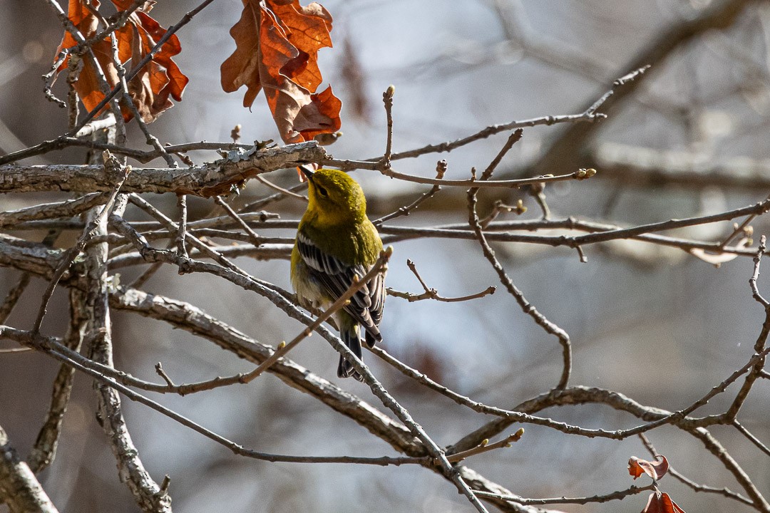 Pine Warbler - ML637896924