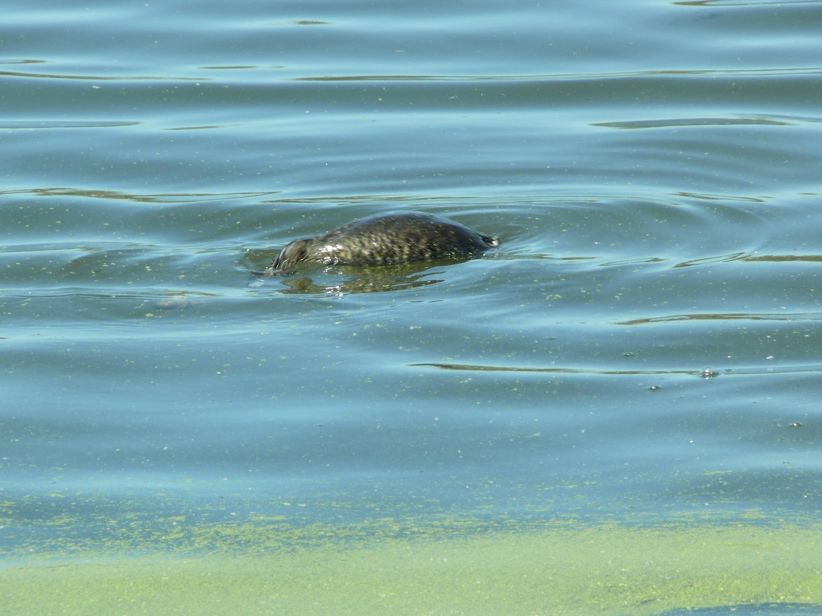 Pied-billed Grebe - ML637896936