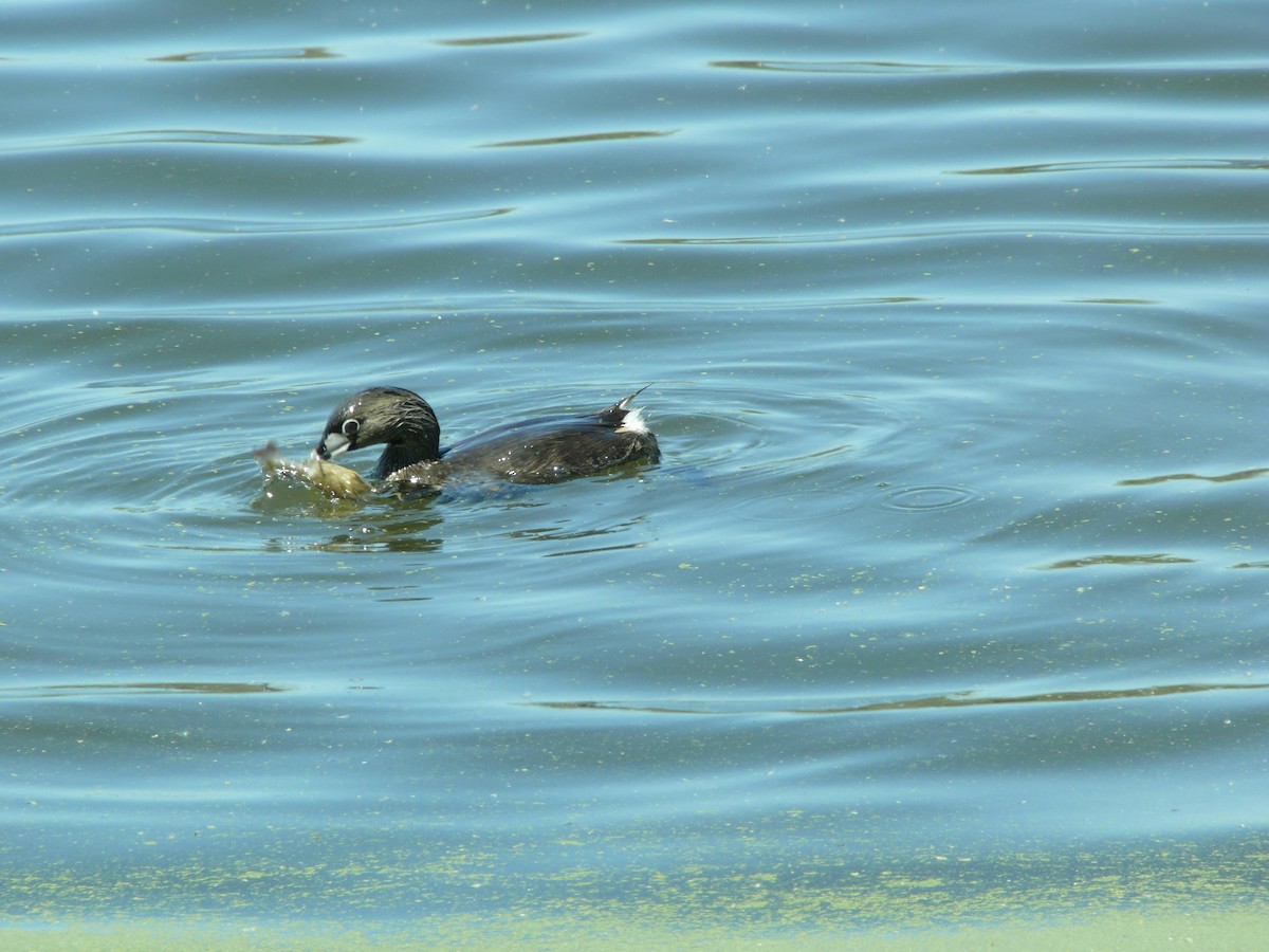 Pied-billed Grebe - ML637896937
