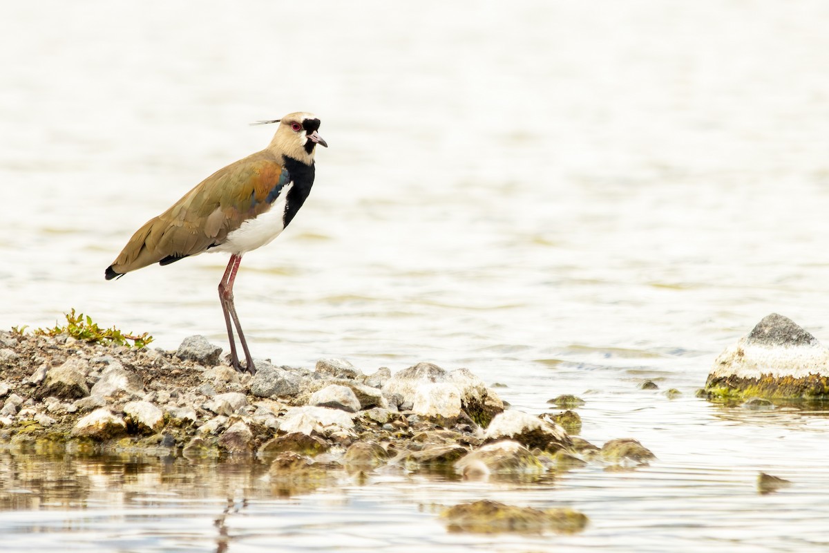 Southern Lapwing - ML637896948