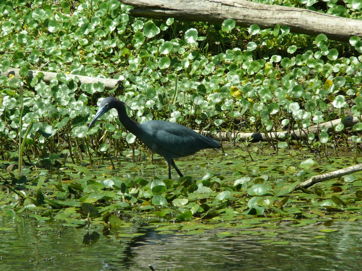 Little Blue Heron - ML637896956