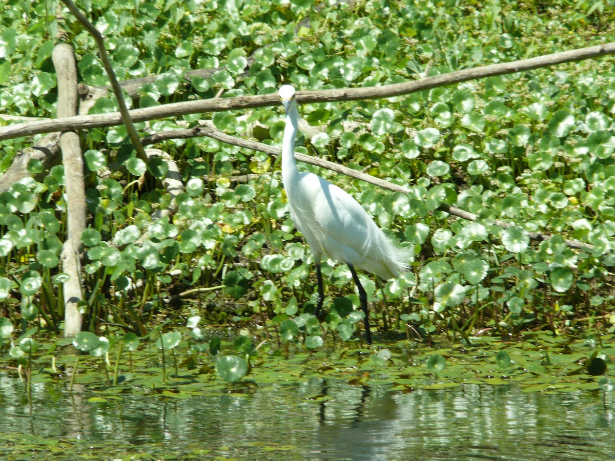 Snowy Egret - ML637896964