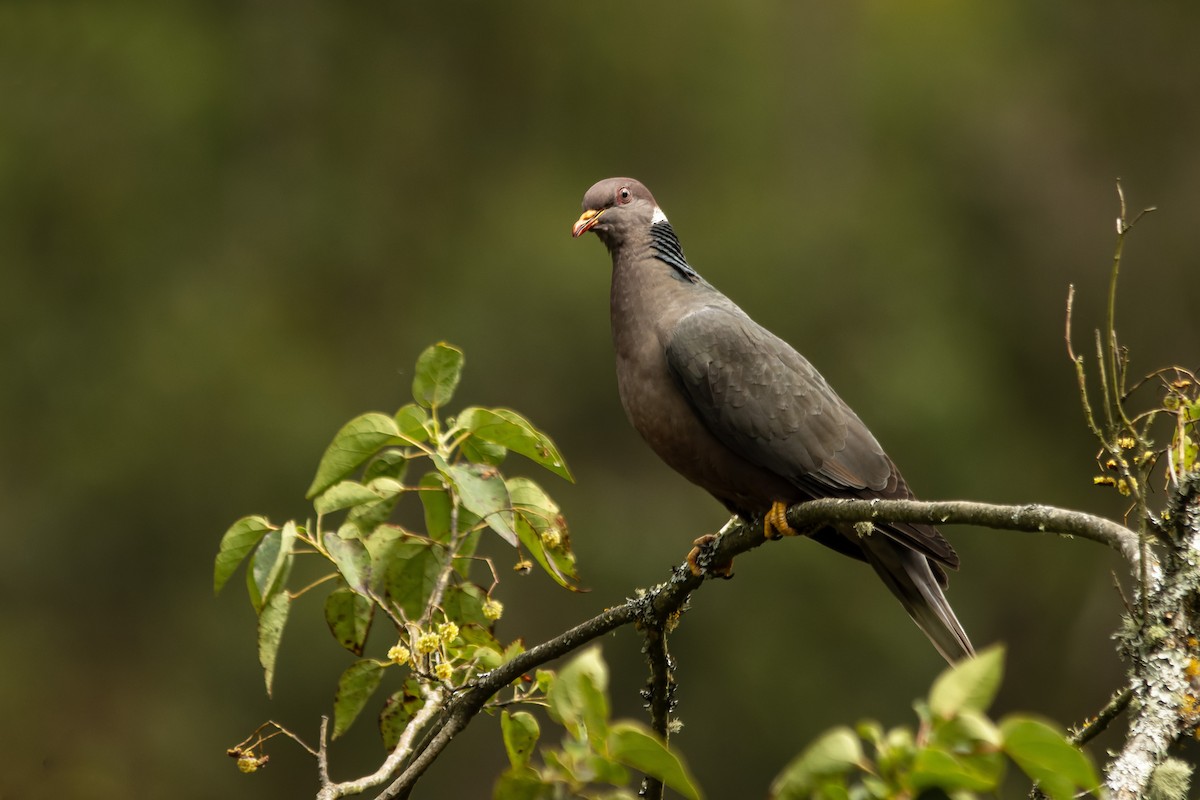 Band-tailed Pigeon - ML637896970
