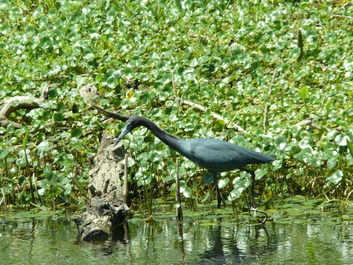 Little Blue Heron - ML637896977