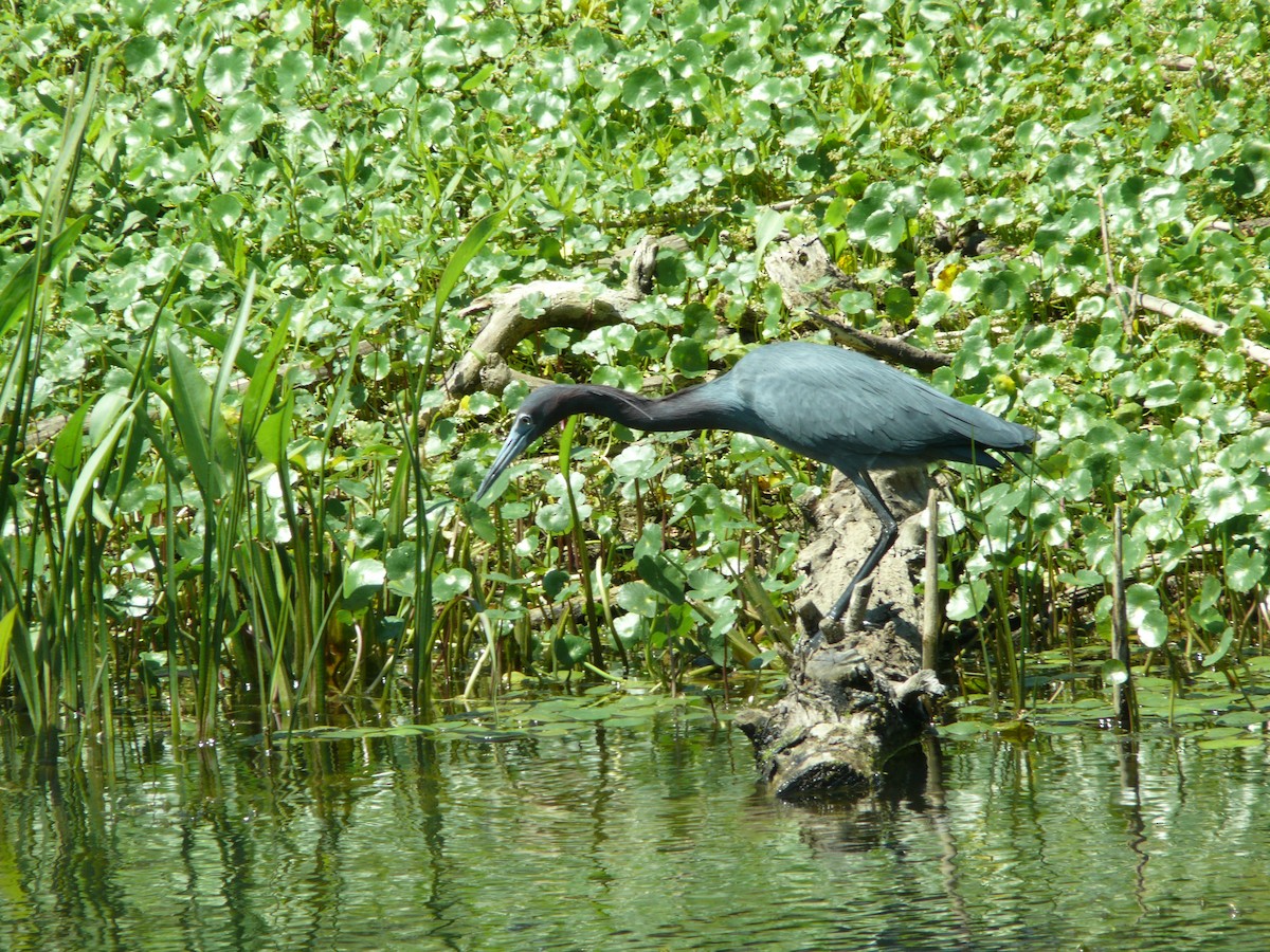 Little Blue Heron - ML637896978