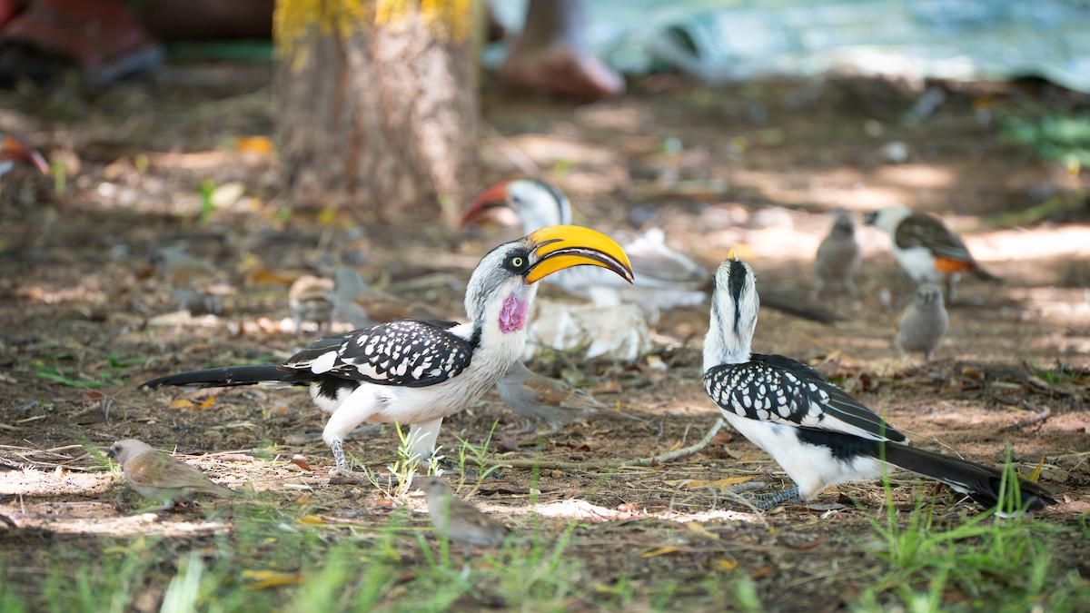 Eastern Yellow-billed Hornbill - ML637896979