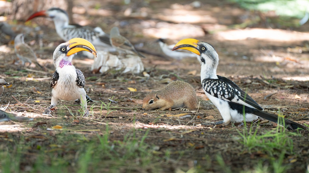 Eastern Yellow-billed Hornbill - ML637896980