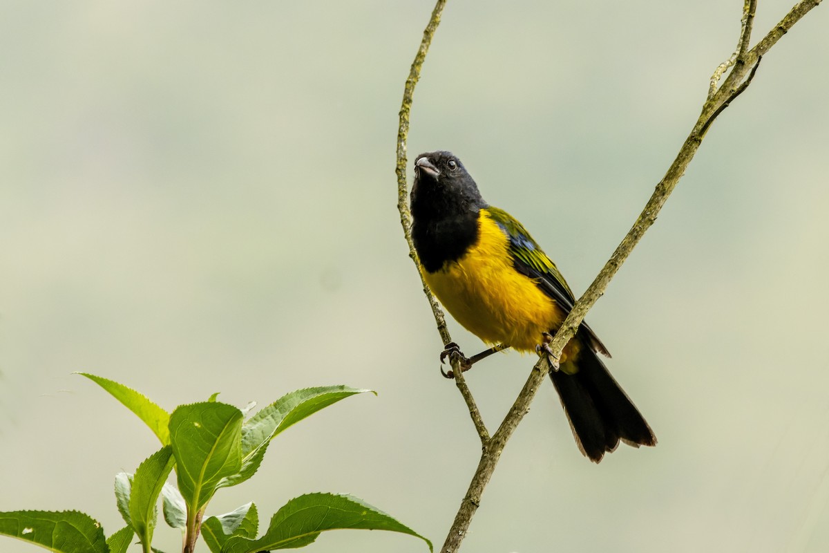 Black-chested Mountain Tanager - ML637896982
