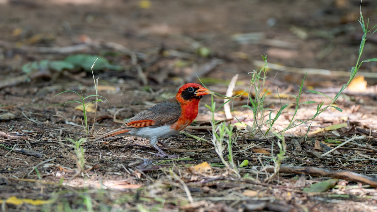 Red-headed Weaver (Northern) - ML637896988