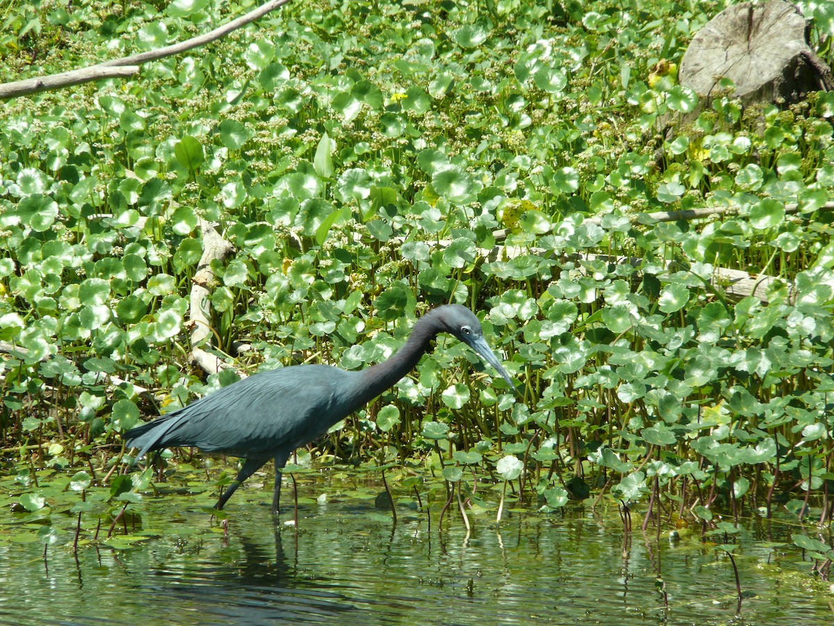 Little Blue Heron - ML637896995