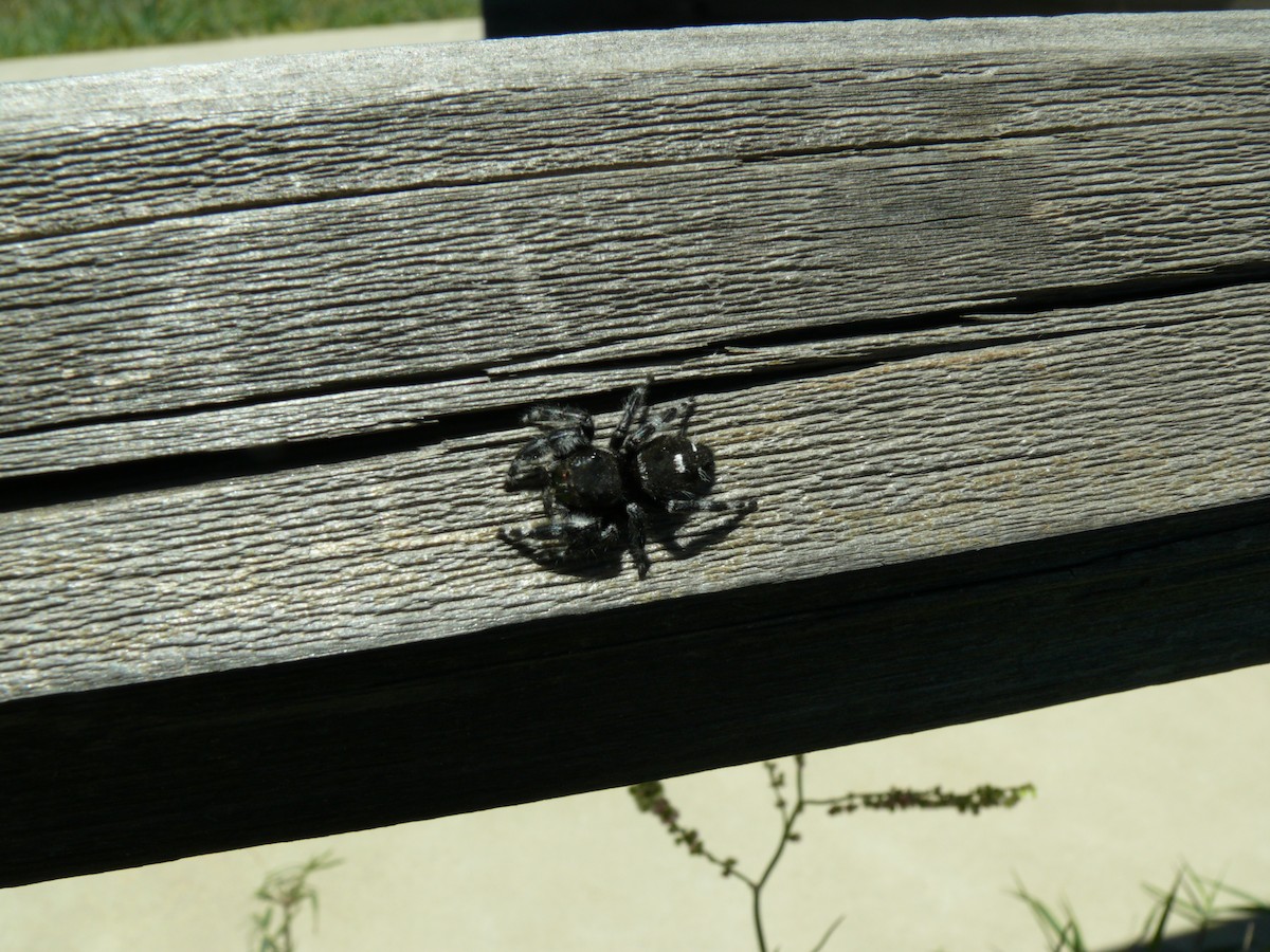 Bold Jumper - ML637897044