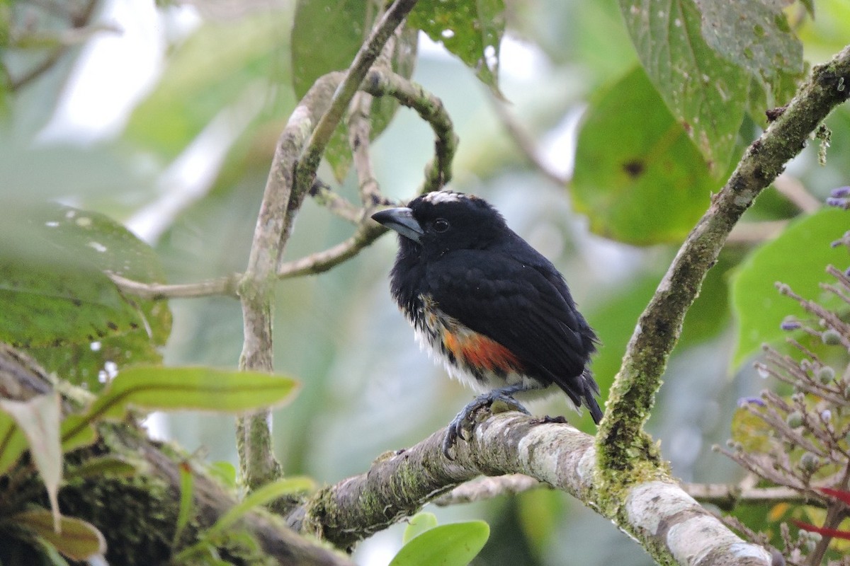 Spot-crowned Barbet - ML637897050