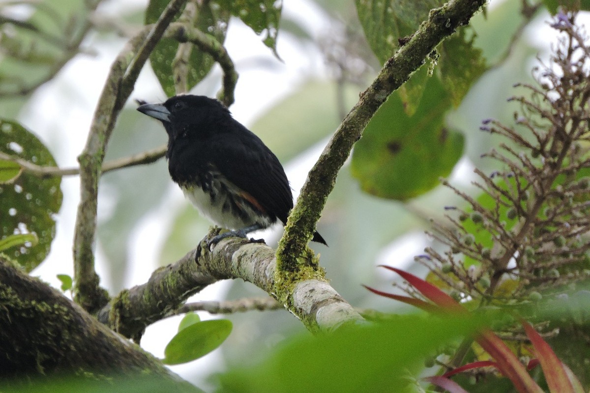 Spot-crowned Barbet - ML637897051