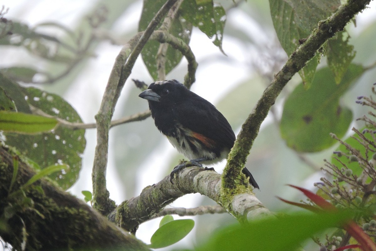 Spot-crowned Barbet - ML637897052