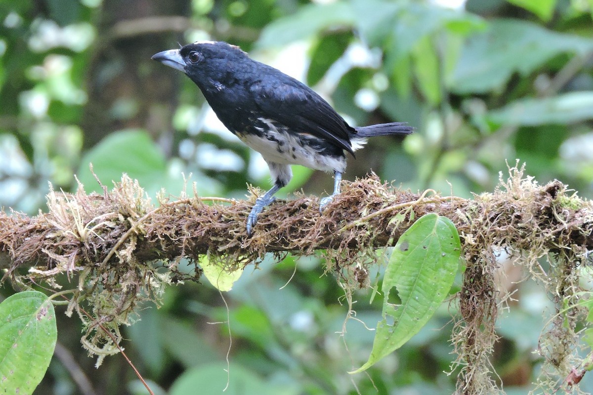 Spot-crowned Barbet - ML637897053