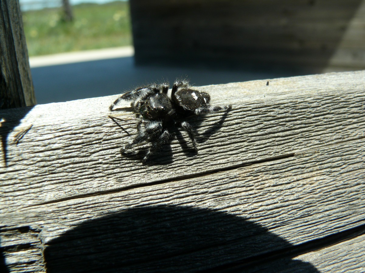 Bold Jumper - ML637897054