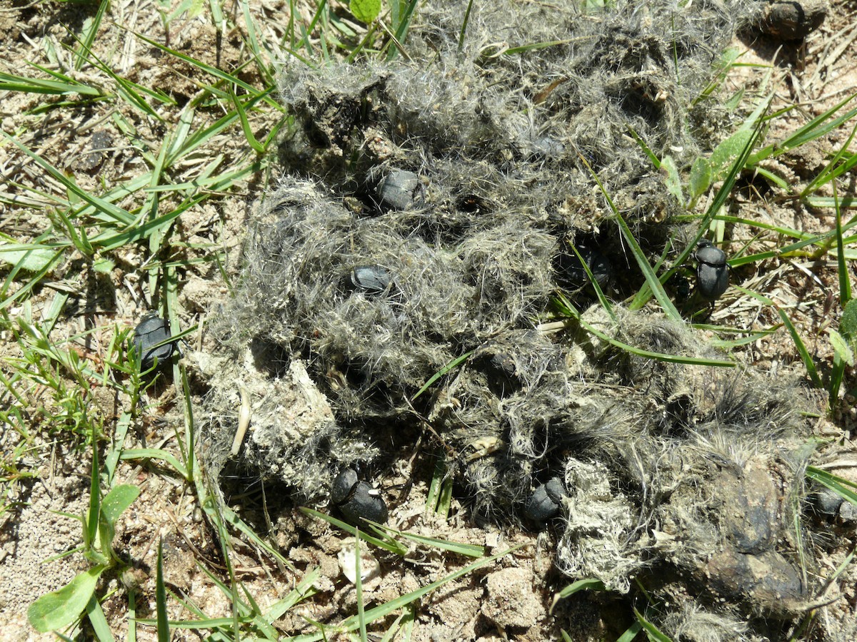 Insects - ML637897061