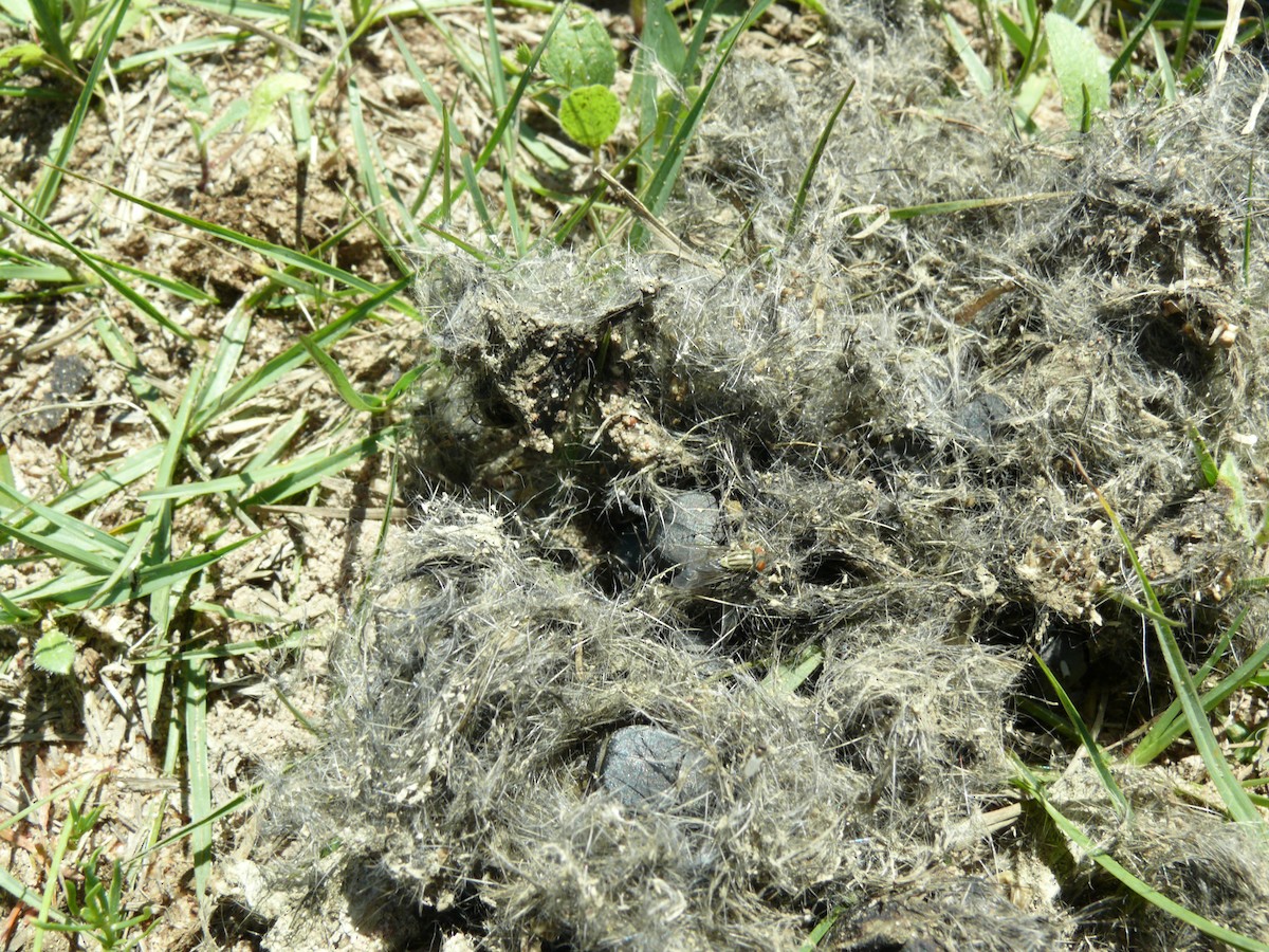 Insects - ML637897073