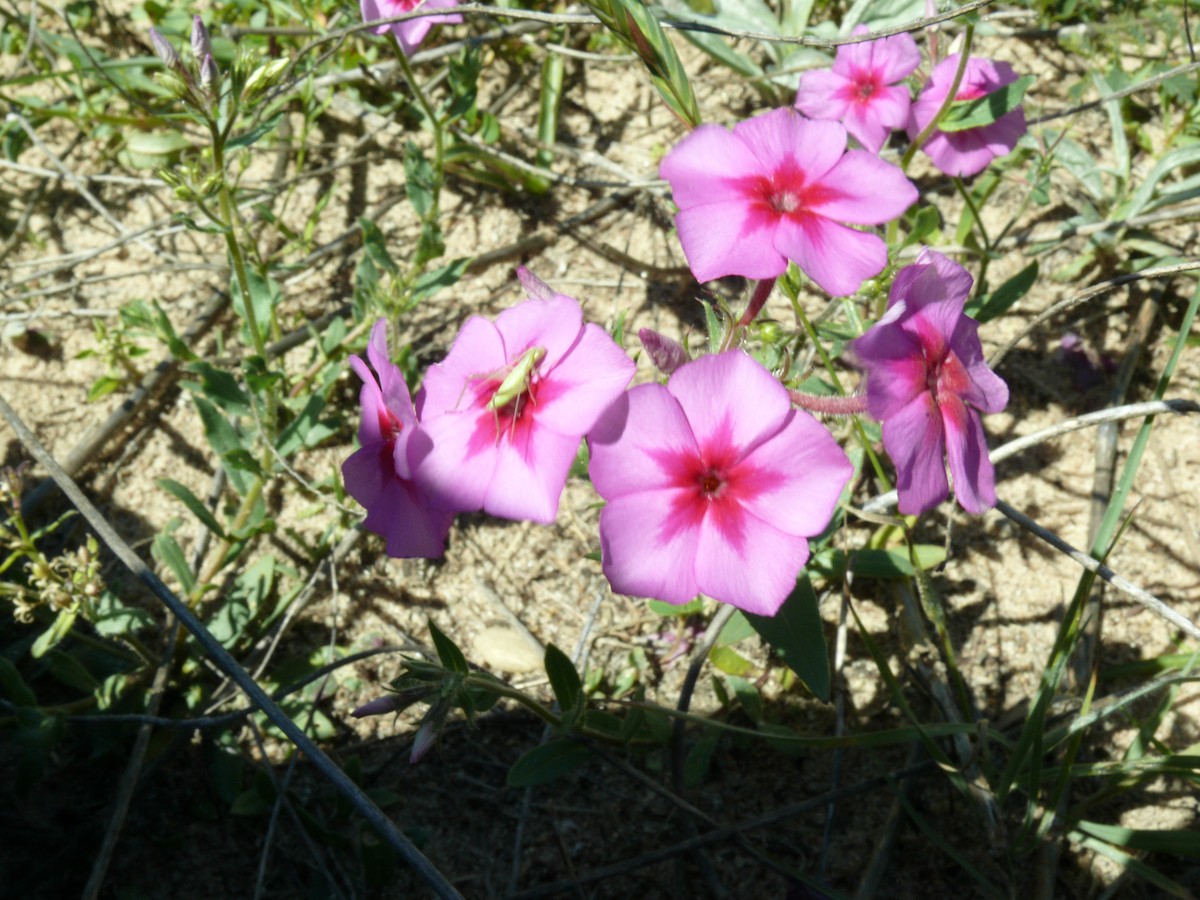 Insects - ML637897085