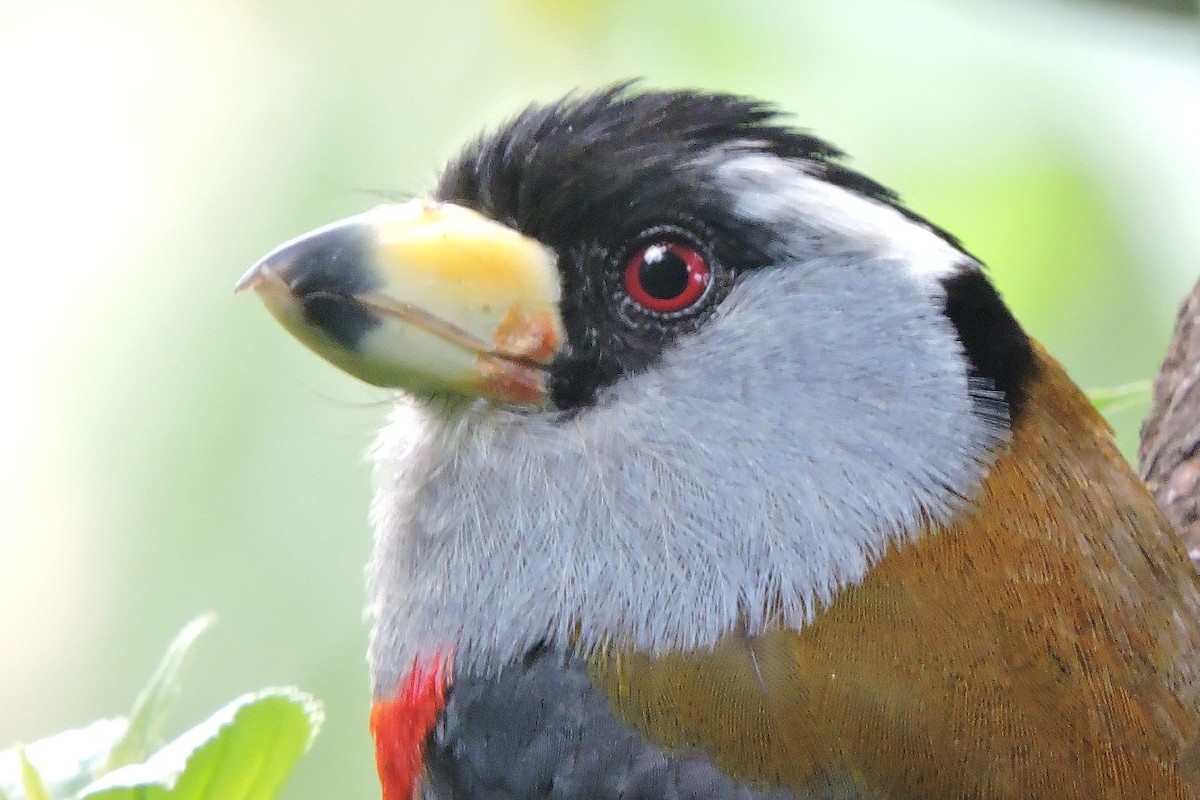 Toucan Barbet - ML637897100