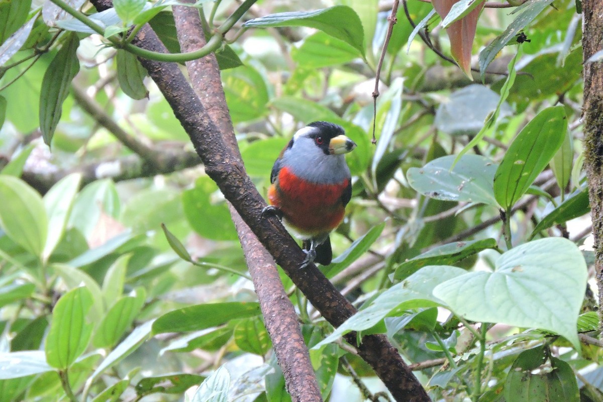 Toucan Barbet - ML637897101