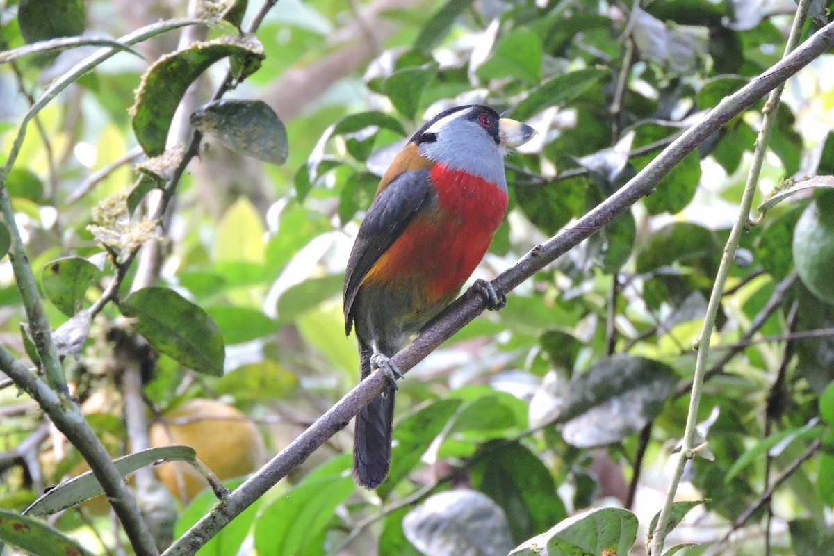 Toucan Barbet - ML637897102
