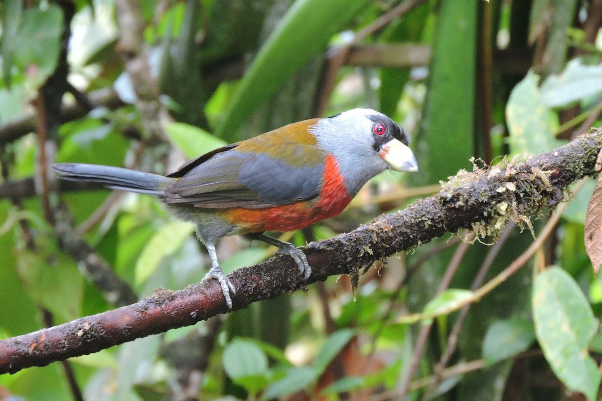 Toucan Barbet - ML637897103