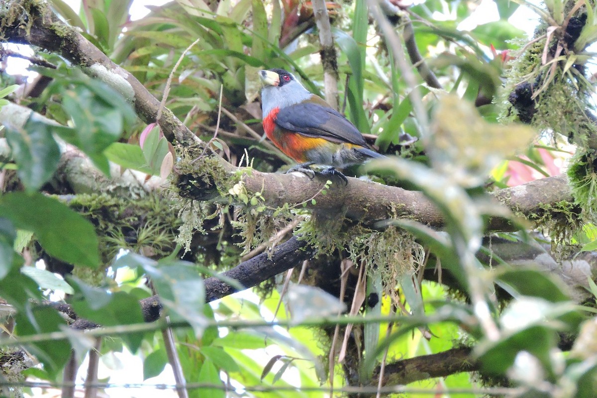 Toucan Barbet - ML637897104