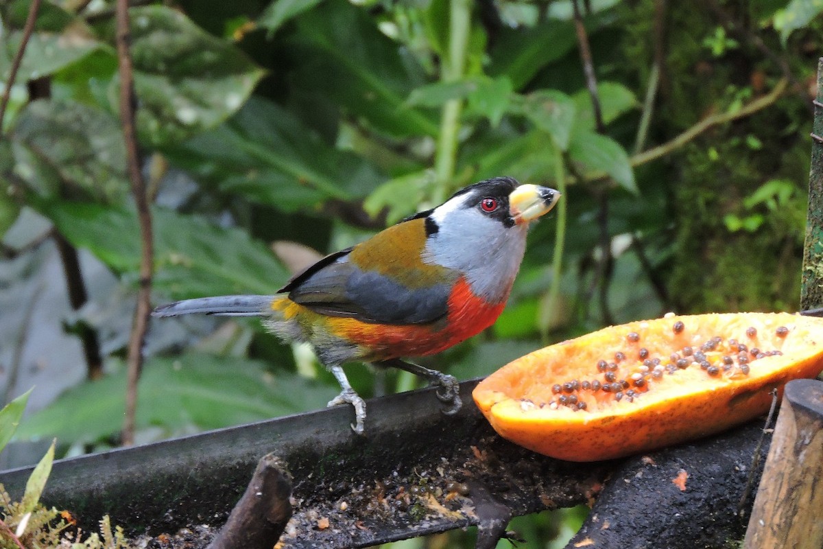 Toucan Barbet - ML637897105