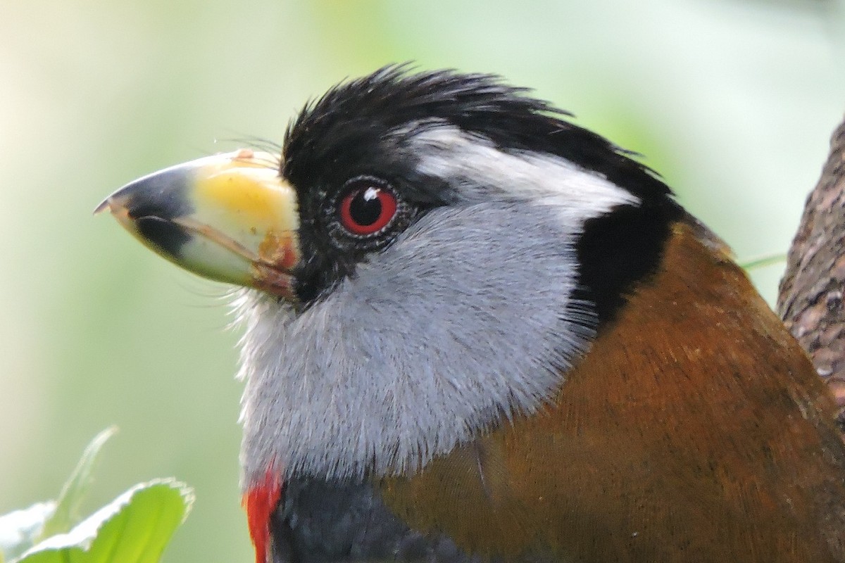 Toucan Barbet - ML637897107