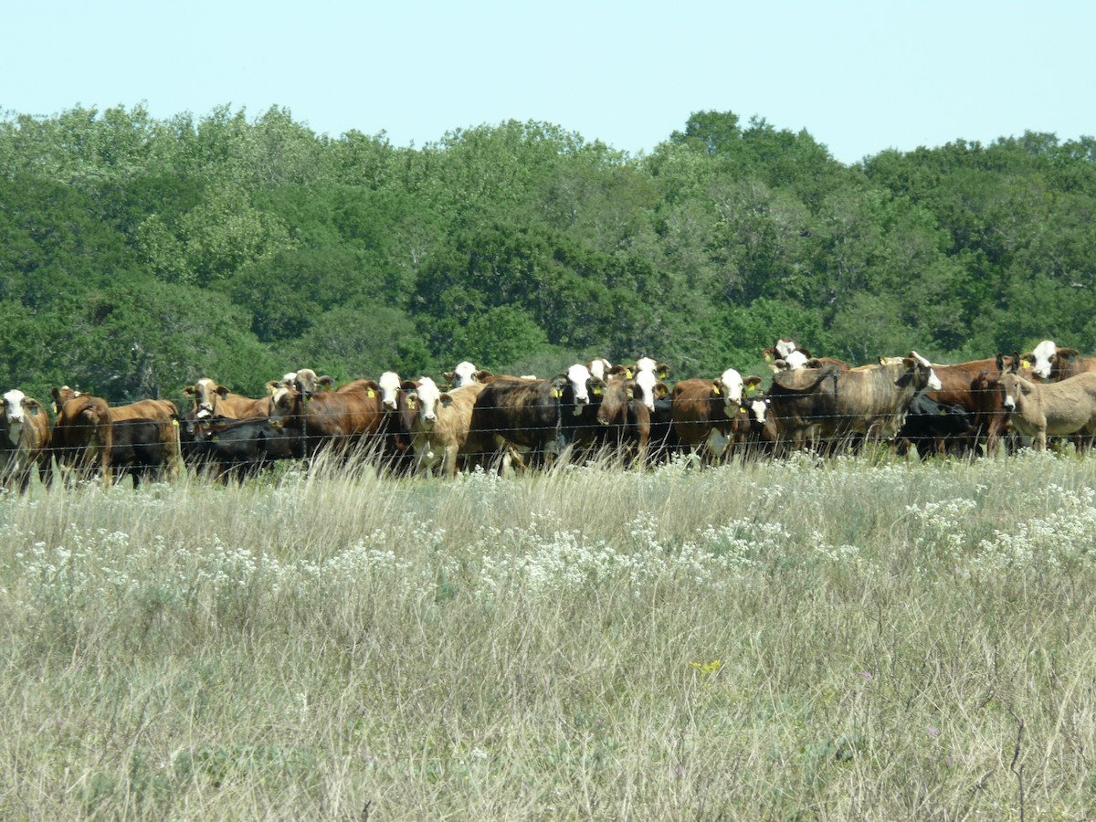 Domestic Cattle - ML637897147