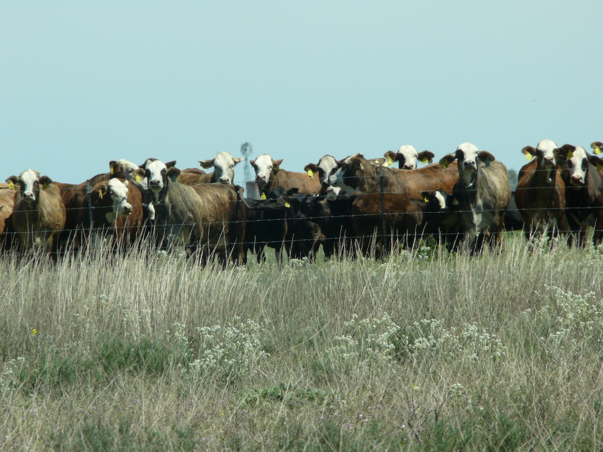 Domestic Cattle - ML637897159