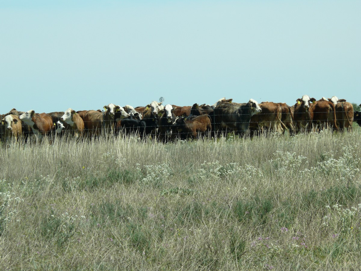 Domestic Cattle - ML637897184