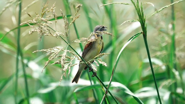 Dickcissel - ML637897204