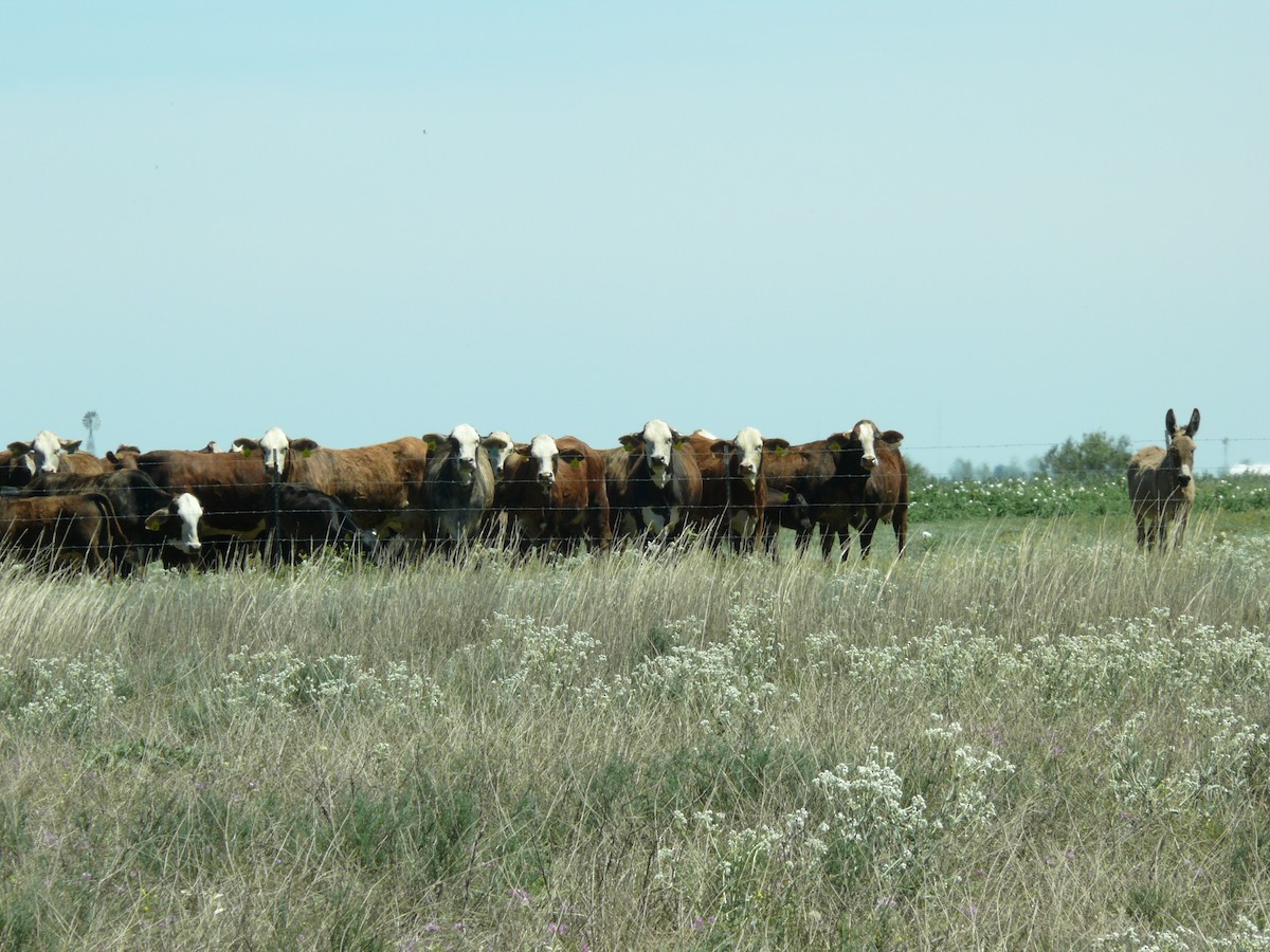 Donkey - ML637897210