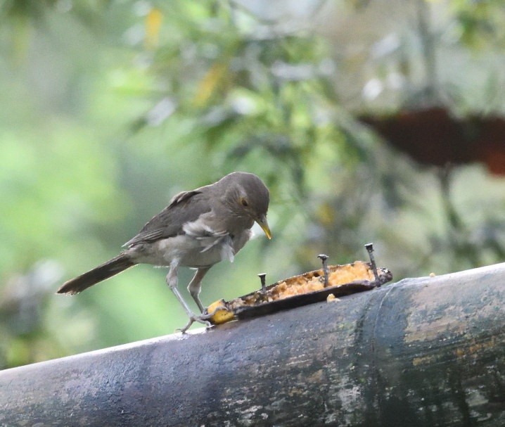 Ecuadorian Thrush - ML637897217