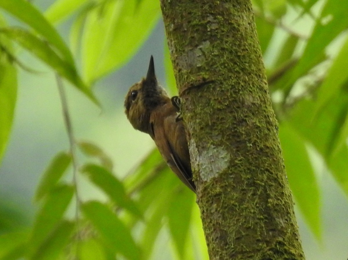 Smoky-brown Woodpecker - ML637897223
