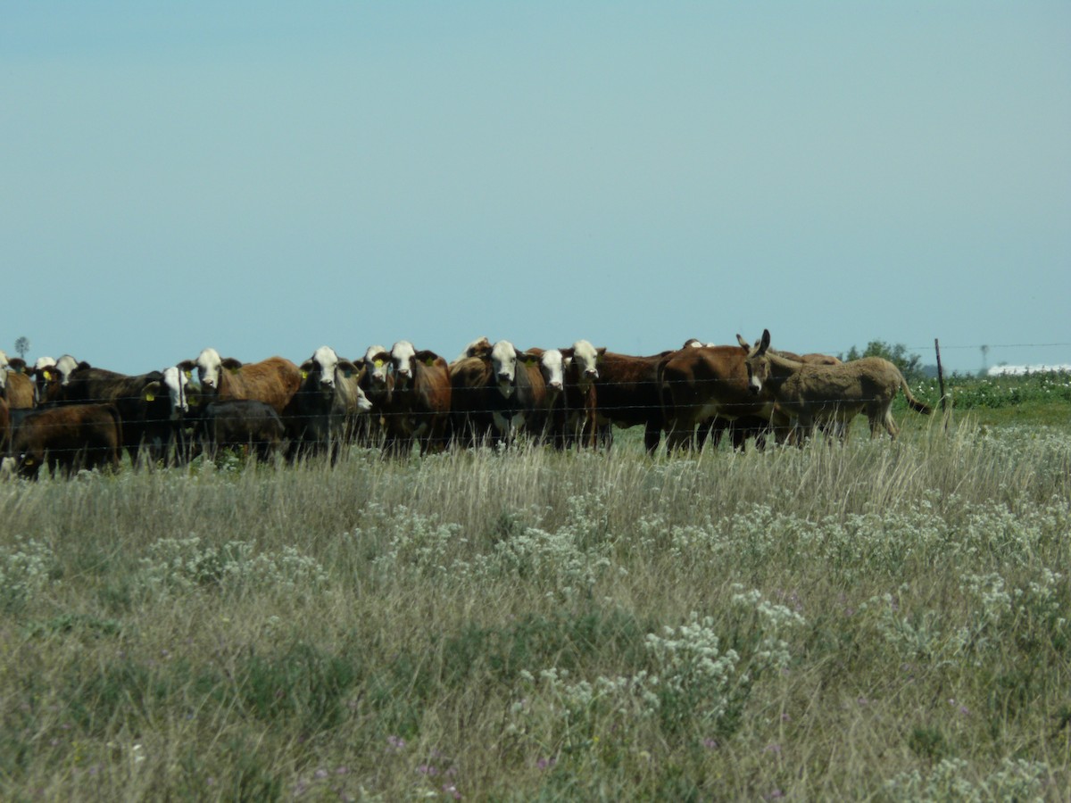 Donkey - ML637897234