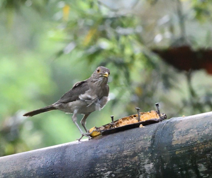 Ecuadorian Thrush - ML637897251