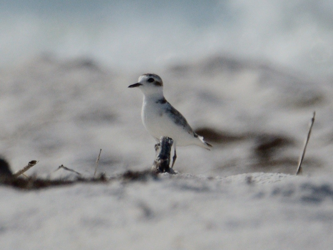 Snowy Plover (Northern) - ML637897310