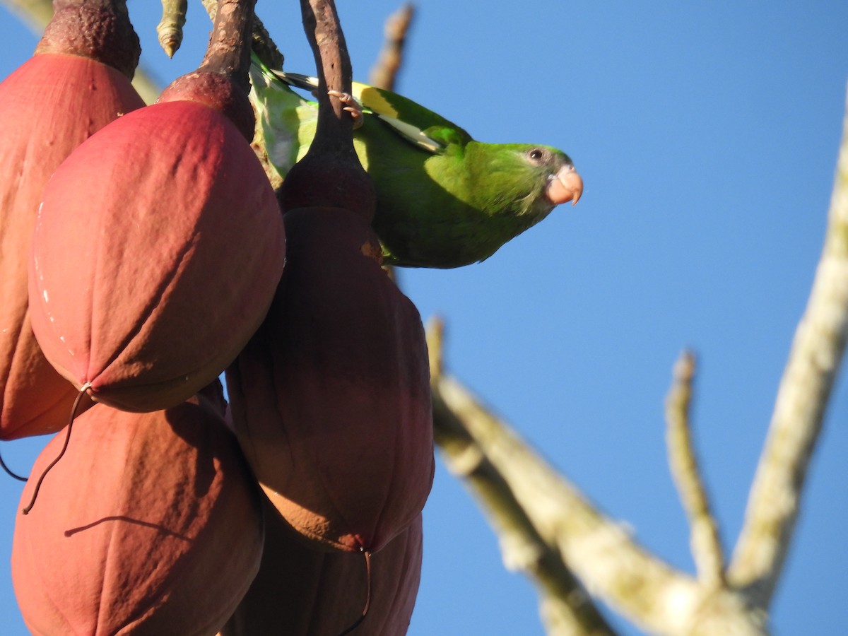 White-winged Parakeet - ML637897412