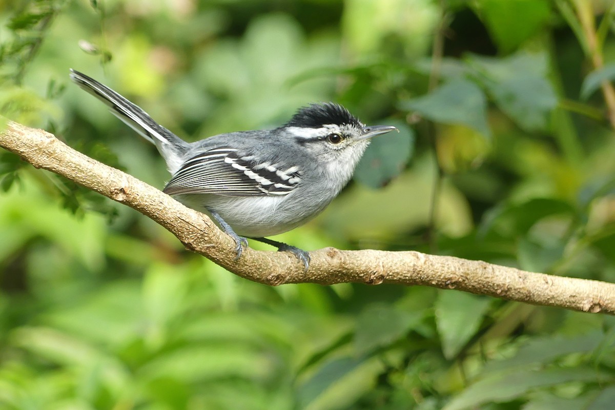 Black-capped Antwren - ML637897471