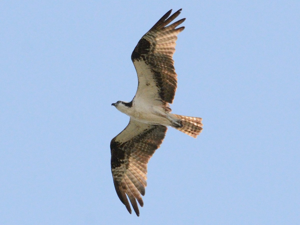 שלך (carolinensis) - ML637897490